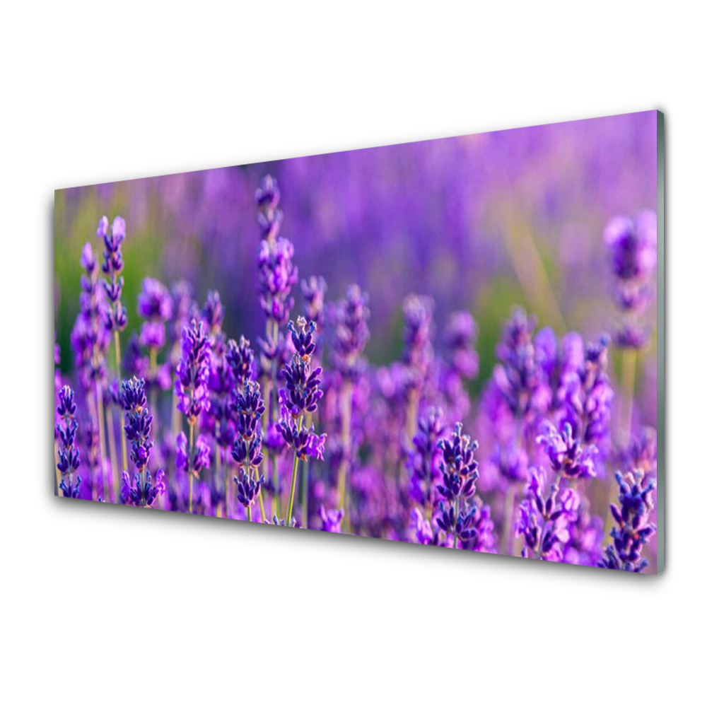 Transparenţă Prim-Plan Cu Flori De Lavandă Violet
