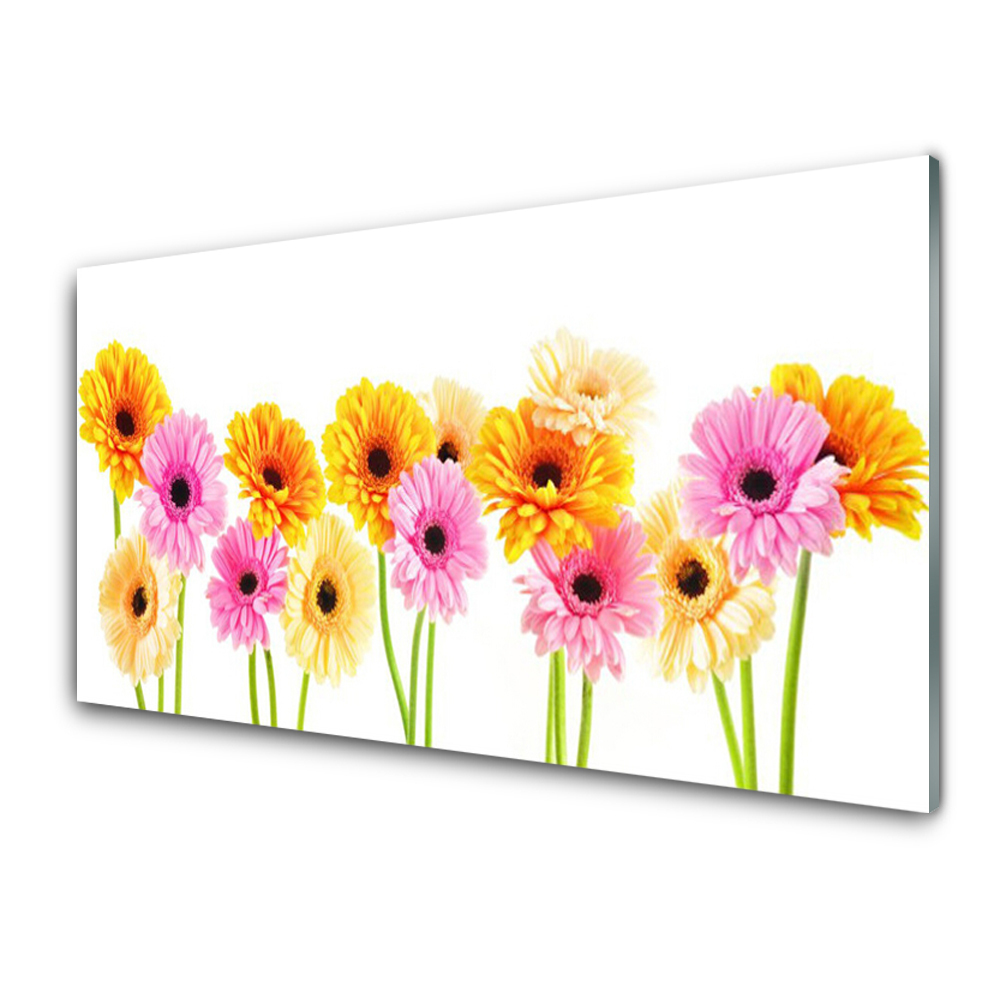 Transparenţă Flori Colorate De Gerbera