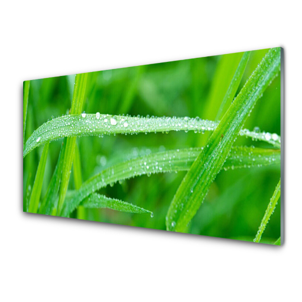 Transparenţă Frunze Picaturi De Roua Natura