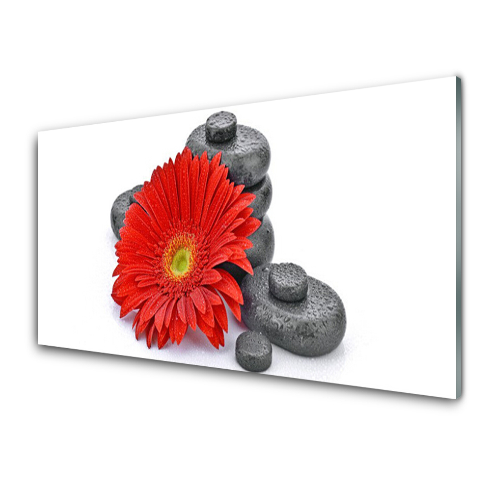 Transparenţă Pietre De Flori De Gerbera Roșie