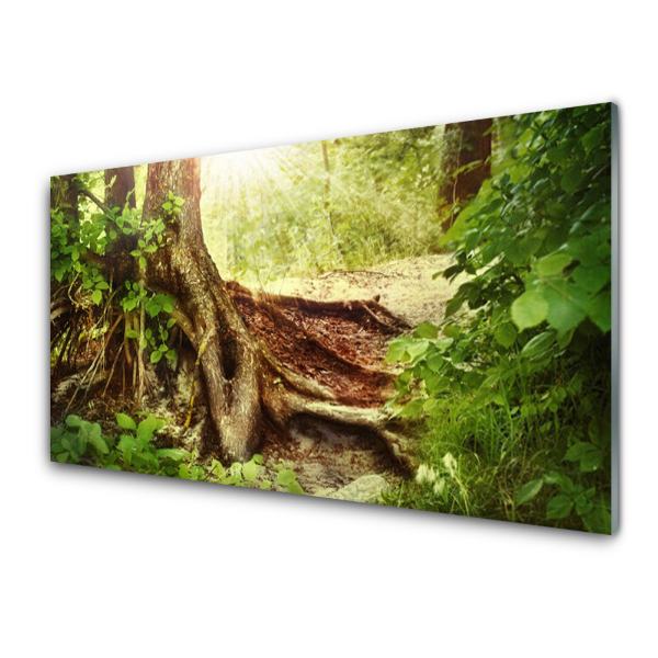 Transparenţă Trunchi De Copac Într-O Pădure Verde