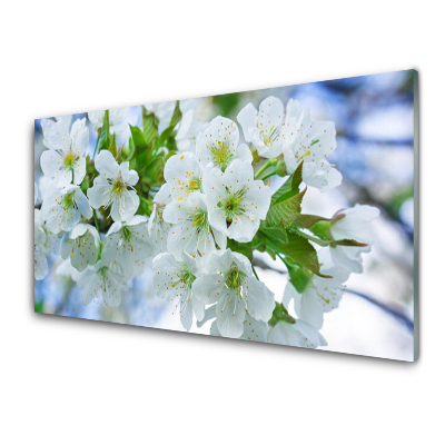 Transparenţă Flori De Măr Natura