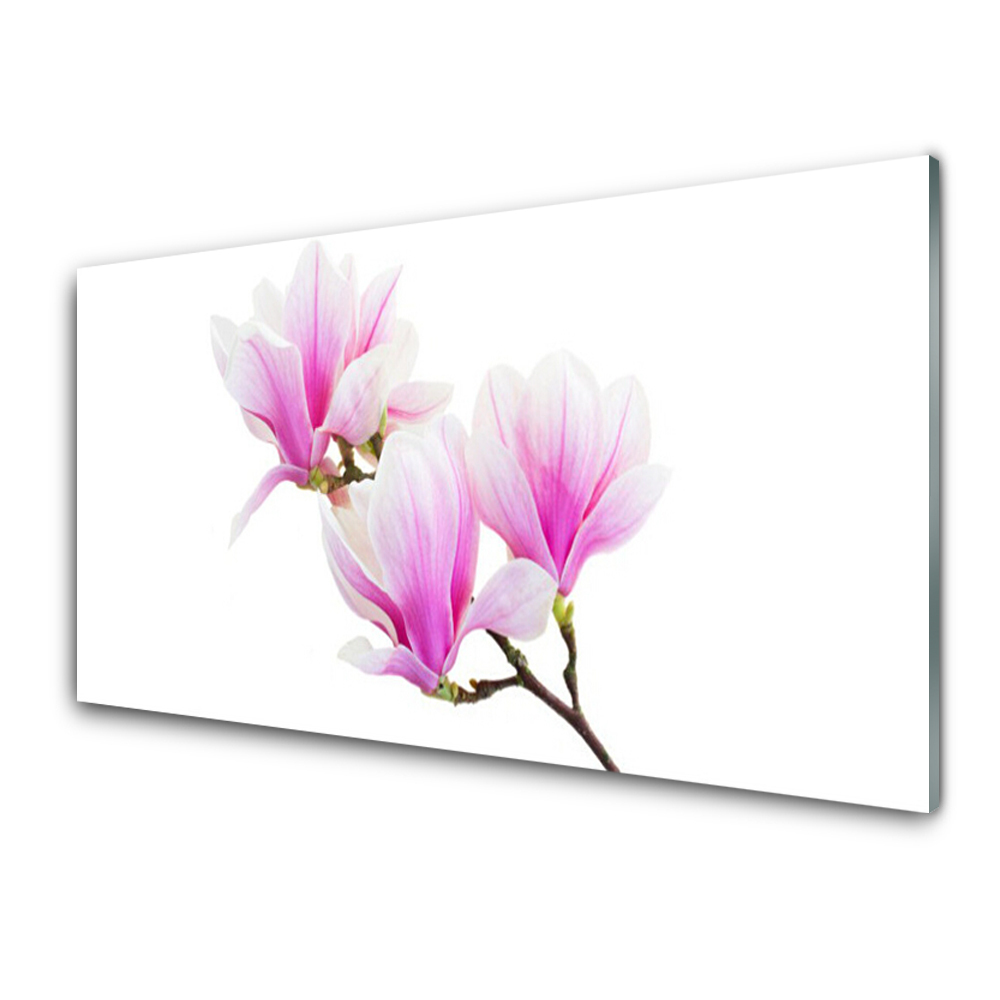 Transparenţă Flori De Magnolie Pe O Ramură