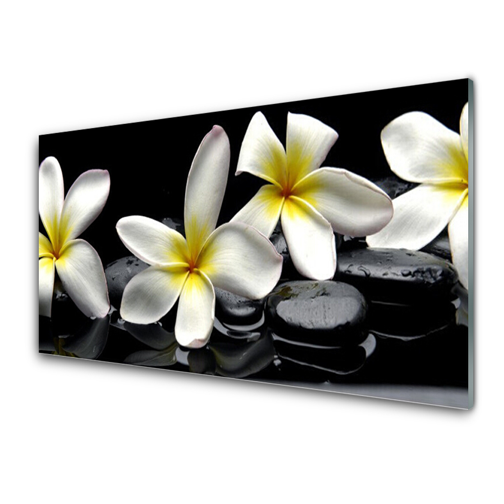 Transparenţă Flori De Plumeria Fundal Negru