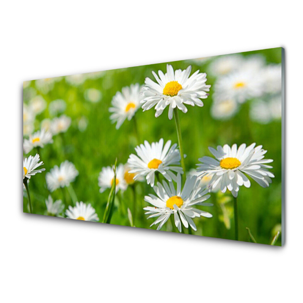 Transparenţă Plantă Cu Flori De Margaretă