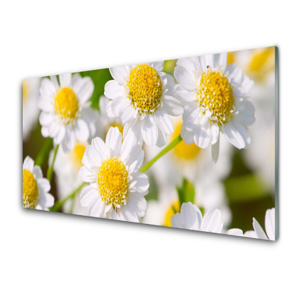 Transparenţă Margarete Albe Flori De Natură
