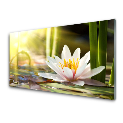 Transparenţă Floare De Nufăr În Razele Soarelui