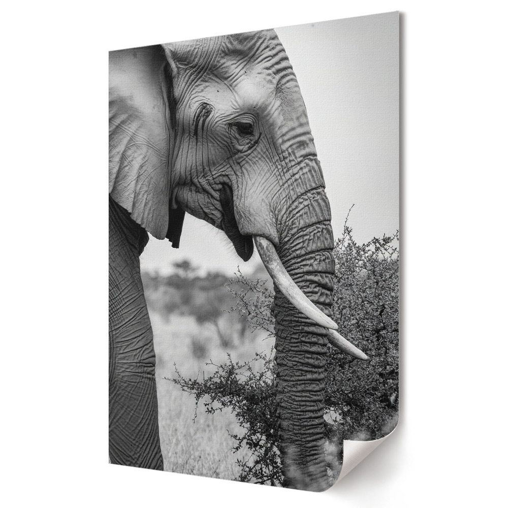 Poster de perete Eleganța unui elefant în alb și negru