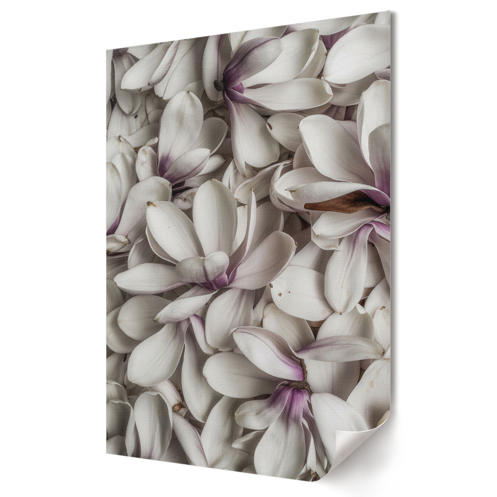 Poster de perete Eleganța florilor de magnolie albă