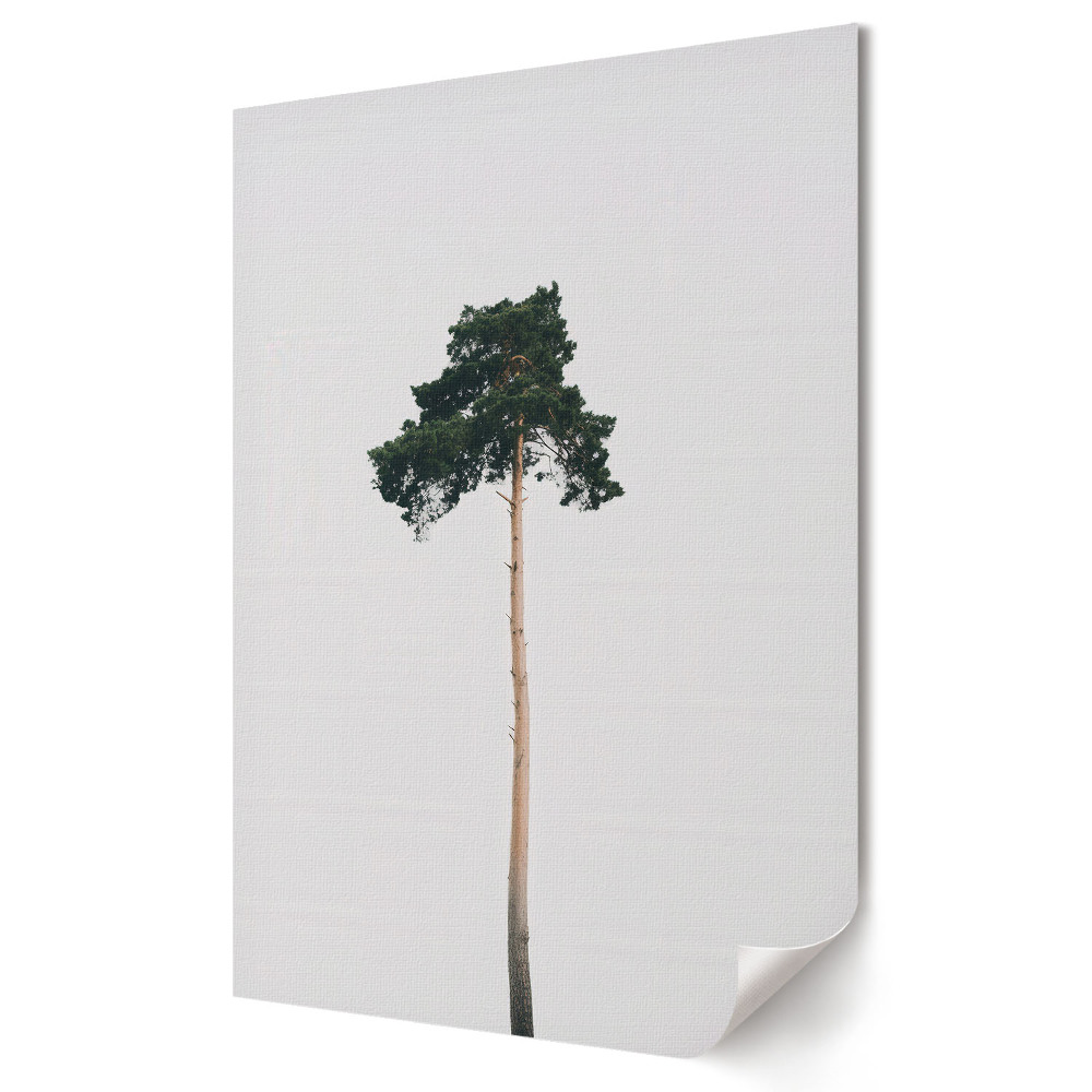 Poster decorativ Pin singuratic pe fundal alb