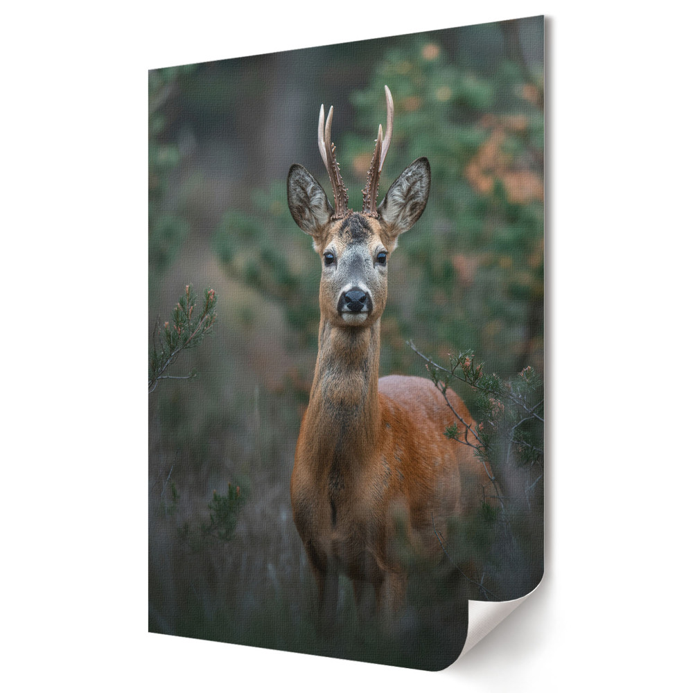 Poster de perete Căprioare în habitat natural