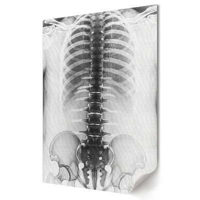Poster de perete Anatomia coloanei vertebrale și a pieptului