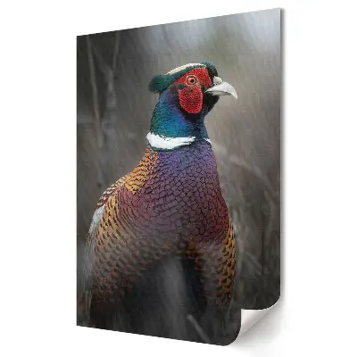 Poster de perete cu un fazan colorat în habitatul său natural