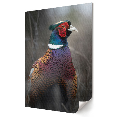Poster de perete Un fazan colorat în habitatul său natural