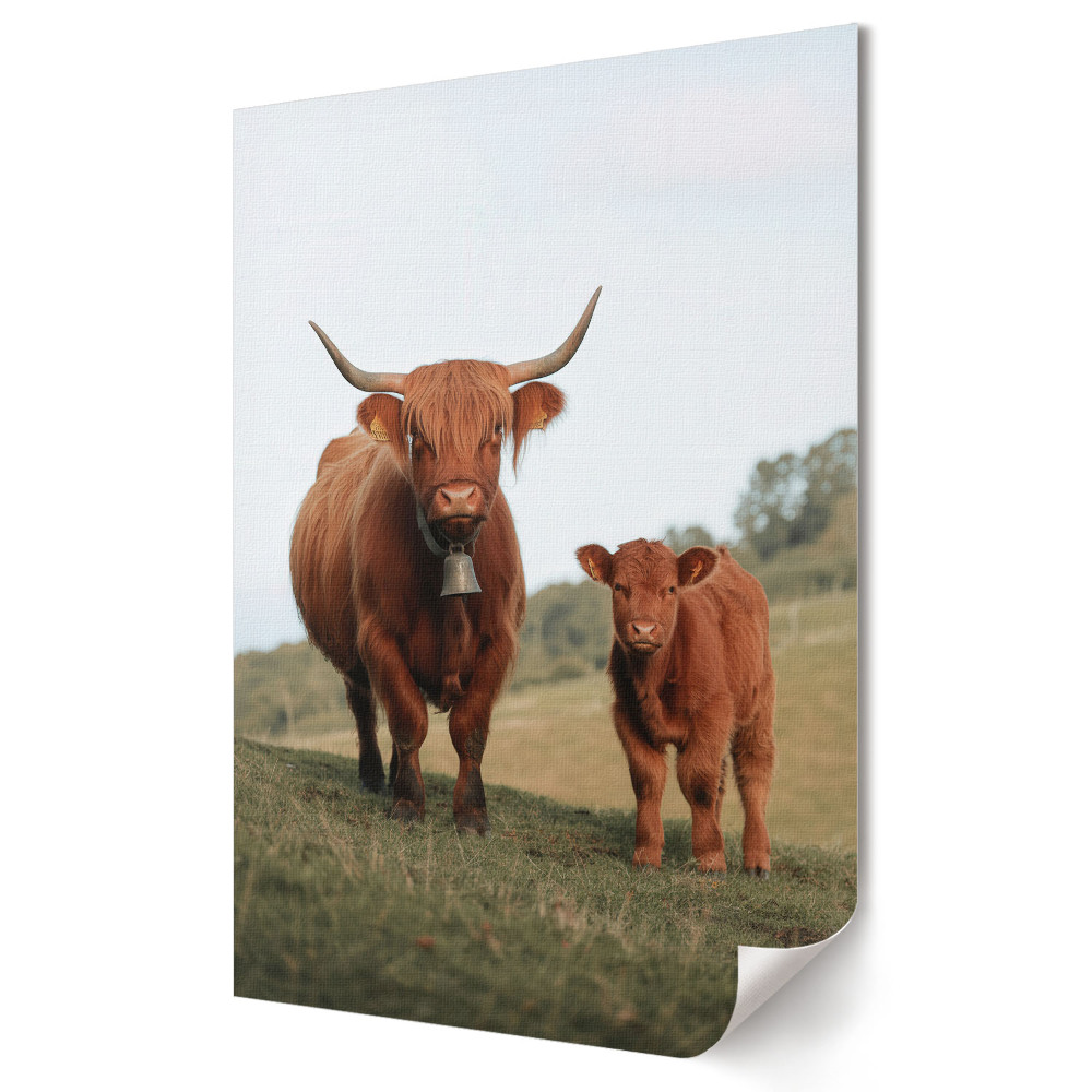 Poster de perete Momente dulci cu vitele Highland