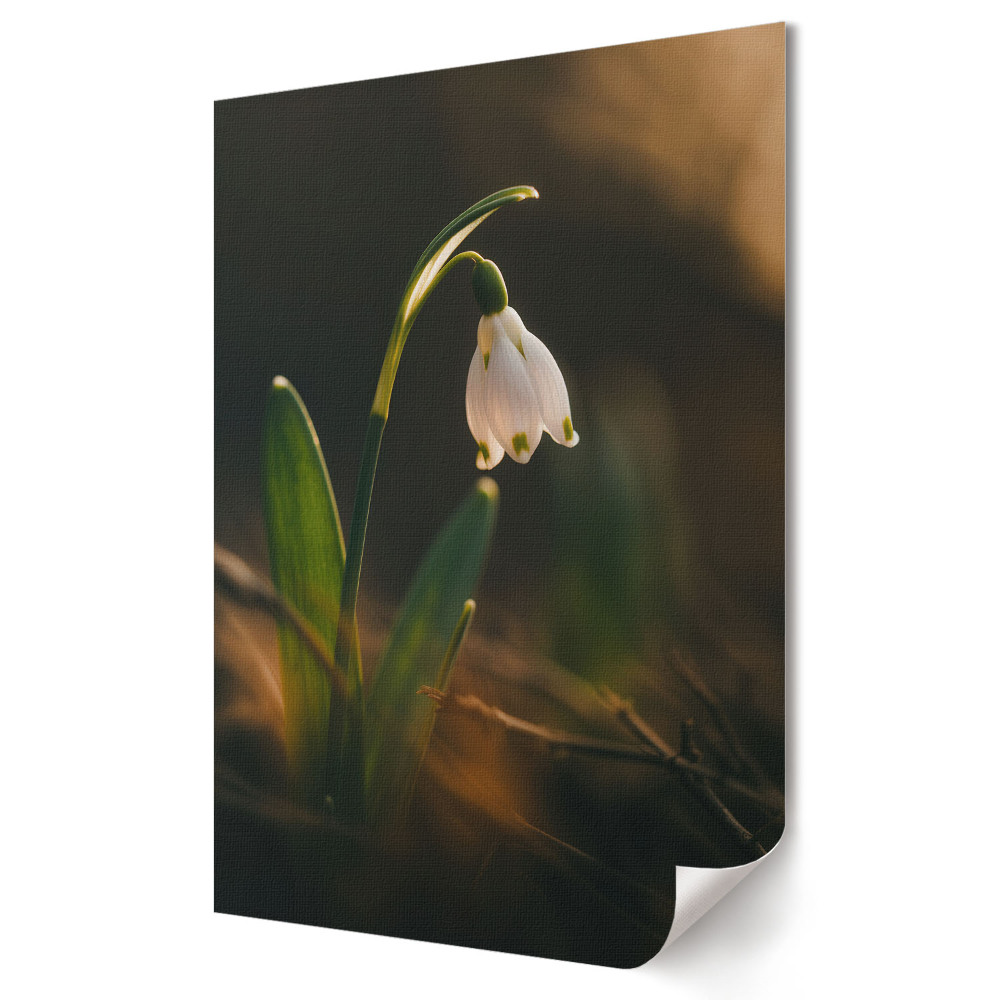 Poster de perete O floare în strălucirea luminii dimineții