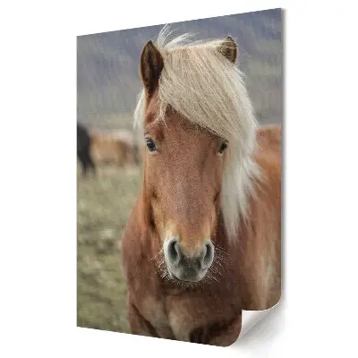 Poster decorativ cu un cal fermecător pe pășune
