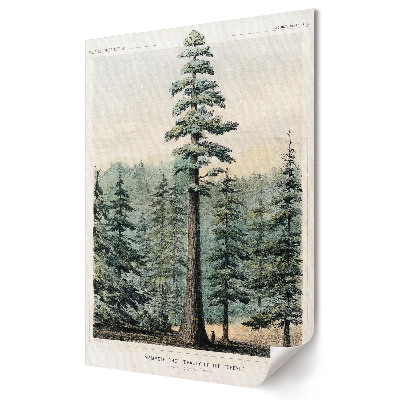 Grafică murală pe pânză Arborele Mamut: Frumusețea Pădurilor Naturii