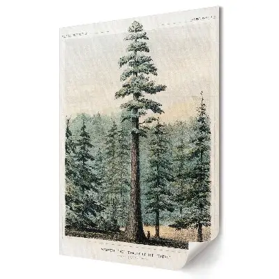 Tablou canvas Arborele Mamut cu peisaj din pădure
