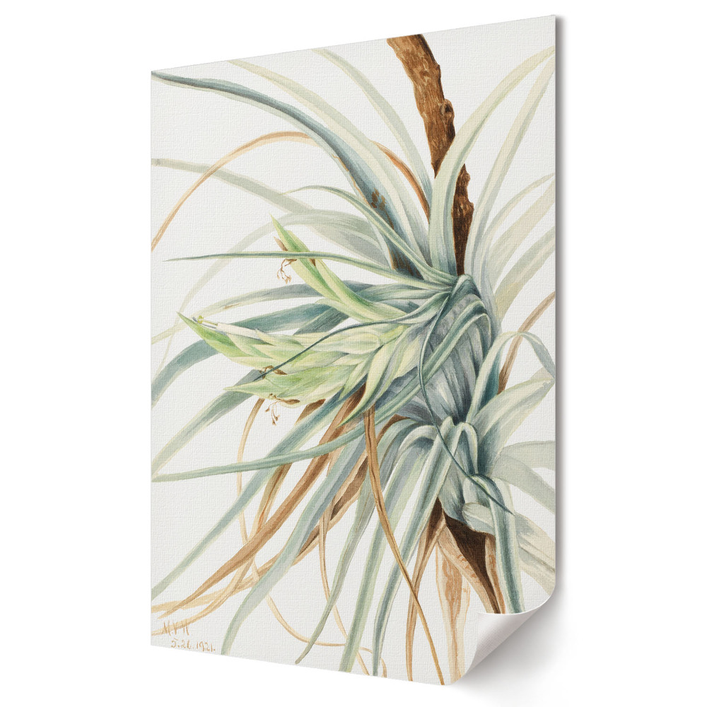 Poster decorativ Plantă tropicală în acuarelă