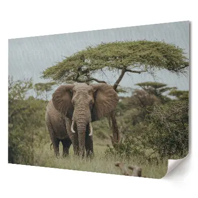 Poster de perete cu elefant în peisaj african