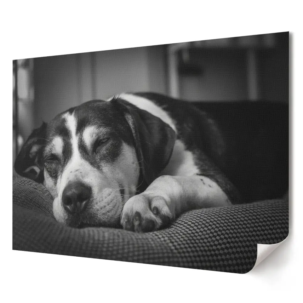 Tablou canvas modern cu câine dormind în alb și negru