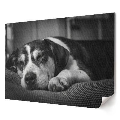 Tablou canvas modern Visul dulce al unui câine în alb și negru