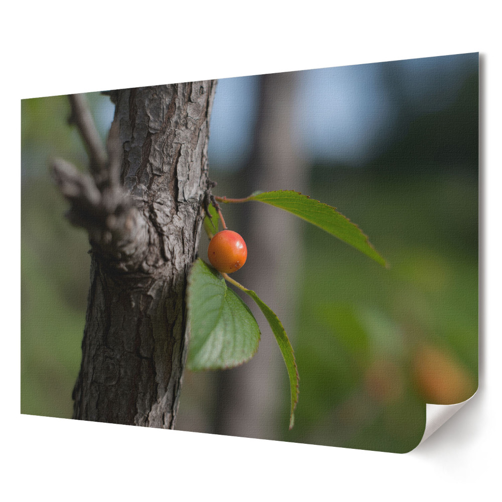 Poster de perete elegant Fructe pe un copac în natură