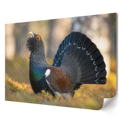 Poster stilat pentru living Cocosul de munte în habitatul său natural
