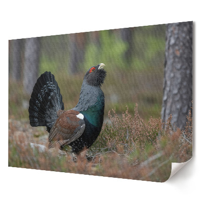Poster de perete elegant cocoș de munte negru într-un cadru forestier
