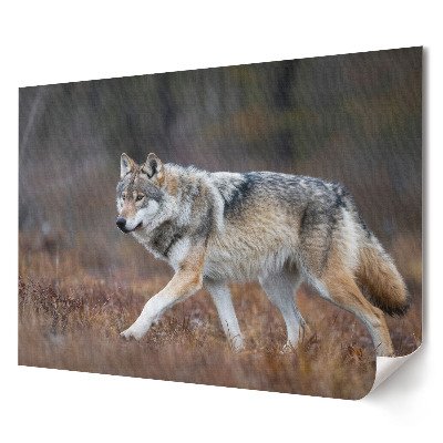 Tablou canvas modern Un lup într-un cadru forestier