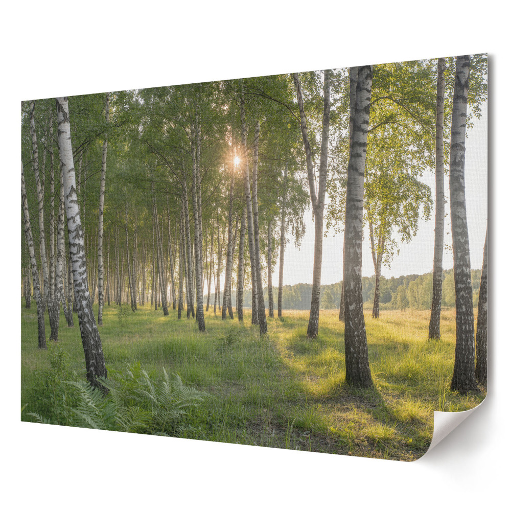 Tablou canvas modern Pădure de mesteacăn însorită dimineața