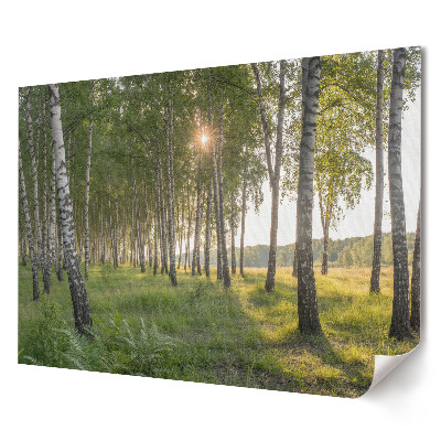 Tablou canvas modern Pădure de mesteacăn însorită dimineața