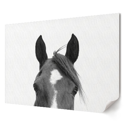 Poster de perete elegant Portret de cal pe fundal alb