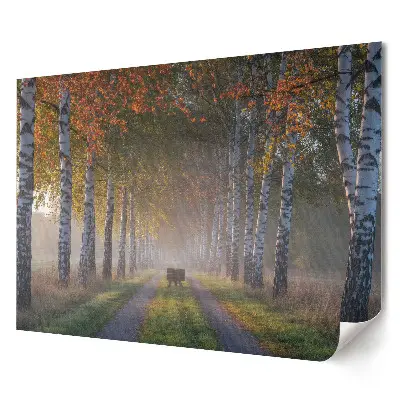 Poster de perete elegant cu alee de toamnă printre mesteceni